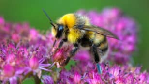 Wild Bumblebees Capable of Logical Reasoning, Study Finds