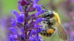 Bumblebee Populations Threatened by Nests Overheating Due to Climate Change