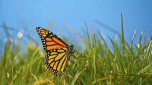 Letting Your Grass Grow Wild Boosts Butterfly Numbers, UK Study Says