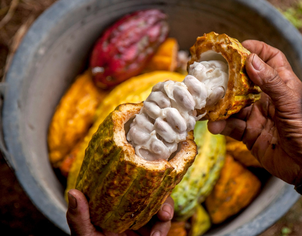 A farmer displays a split-open pod of cocoa beans at a cocoa plantation in Nglanggeran, Gunung Kidul district, Yogyakarta, Indonesia