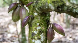 Chocolate Easter Eggs Are More Expensive This Year Due to Climate Change