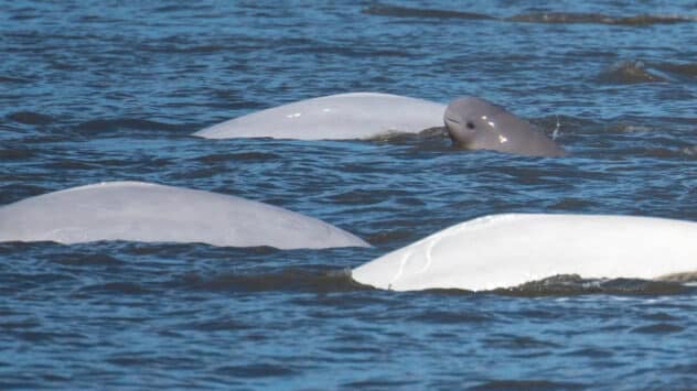 Alaska Federal Court Overturns Oil Lease Sale in Critical Beluga Whale Habitat