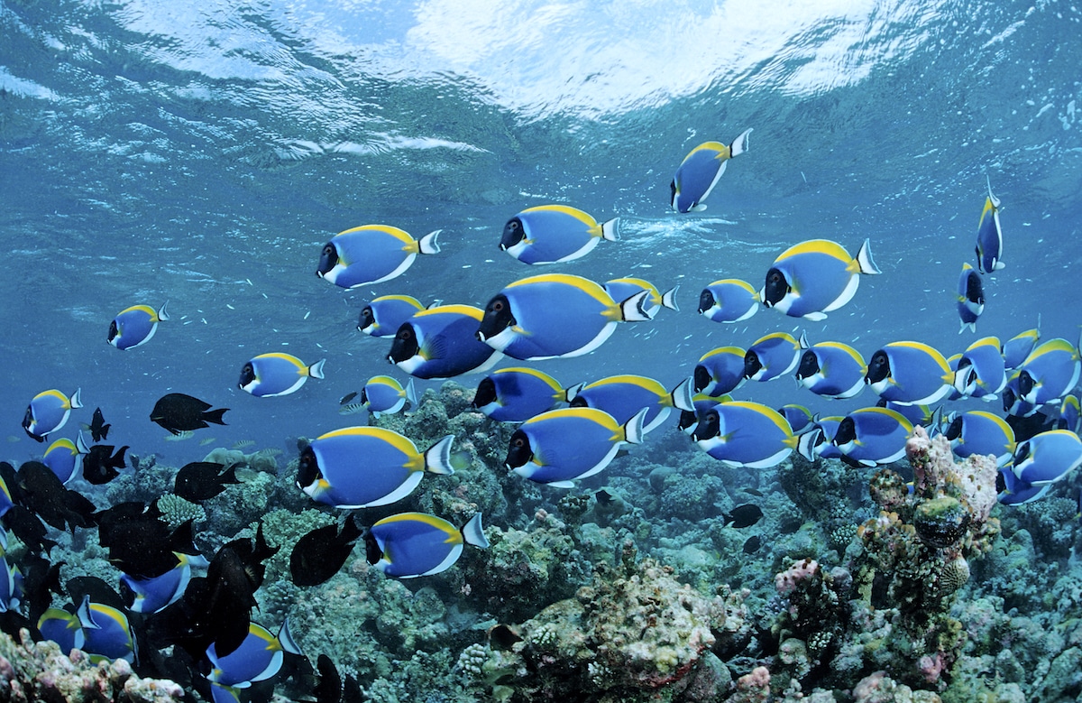 Schooling surgeonfishes in the Meemu Atoll, Maldives, Indian Ocean