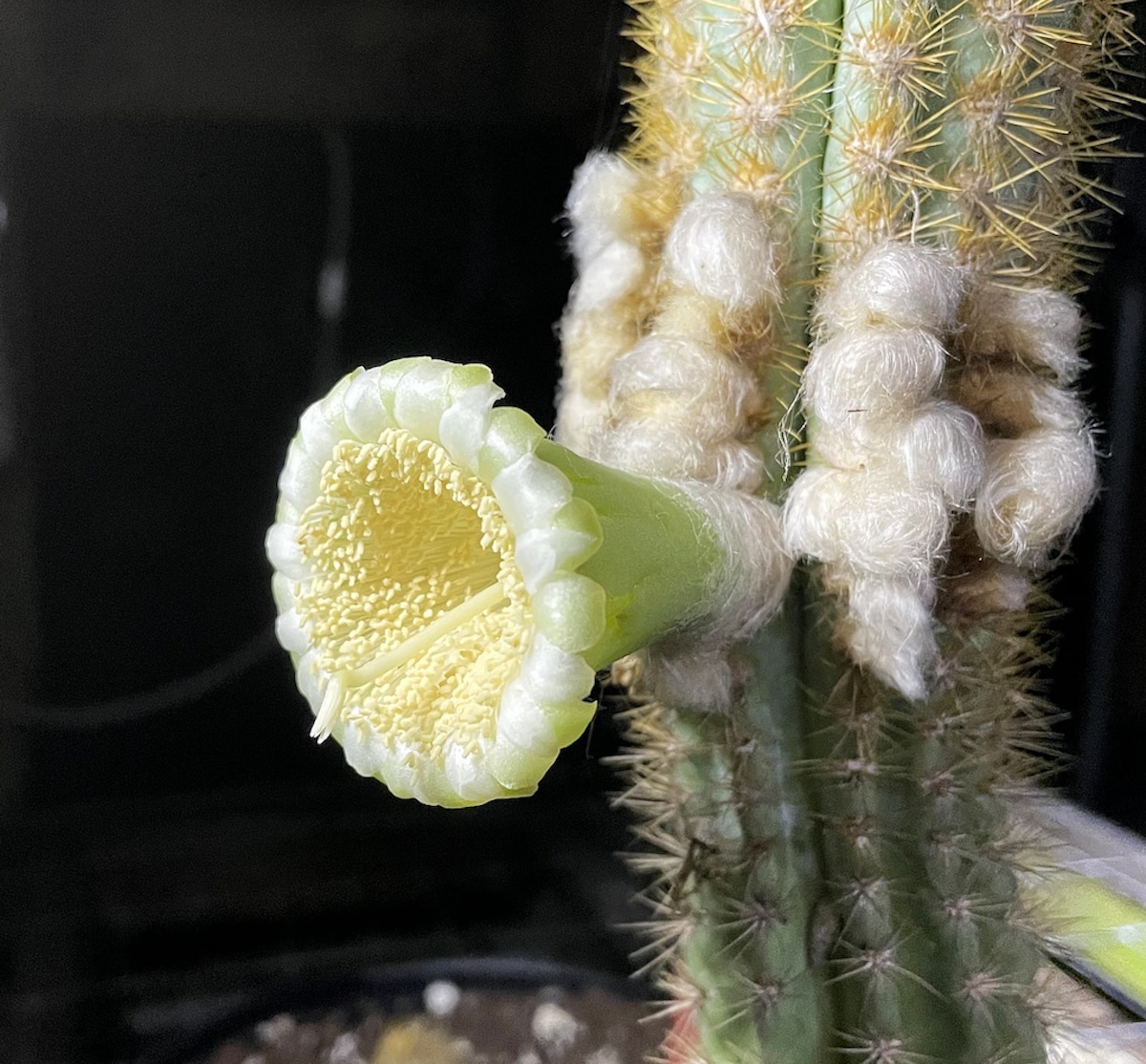 The Key Largo tree cactus was initially found growing in the U.S. in 1992 at a single site