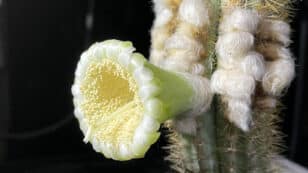 Key Largo Tree Cactus Is First Florida Species to Become Locally Extinct Due to Climate Change