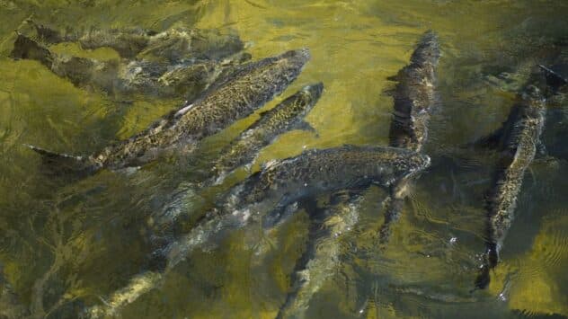 Chinook Salmon Season Canceled for Much of U.S. West Coast as California Recovers From Drought