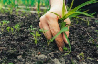 How to Help the Ocean From Your Garden