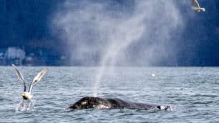 Washington State’s Makah Tribe Receives Federal Waiver to Hunt Gray Whales