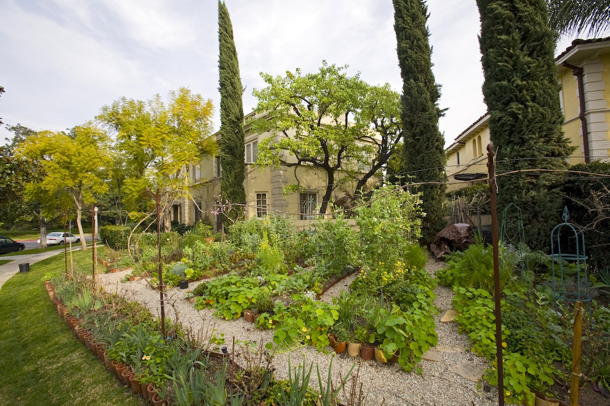 A suburban home garden containing a variety of vegetables, herbs, flowers and fruit trees in the Hancock Park neighborhood of Los Angeles, California