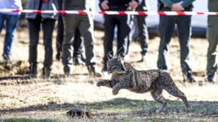 Iberian Lynx Recovers From Endangered Species Status Following Conservation Efforts