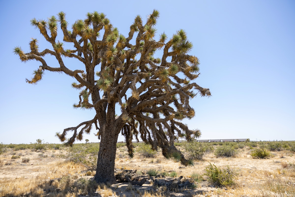 Joshua trees such as this 25-foot tall specimen approximately 150-200 years old are threatened with removal because of the Aratina solar project