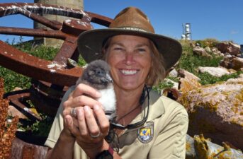 A Visit to a Remote Maine Island Finds Puffins and Terns Are Having a Good Year Despite Climate Change