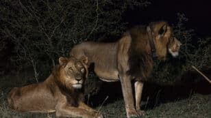 Lion Brothers Cross Predator-Filled African River in Record-Breaking Swim