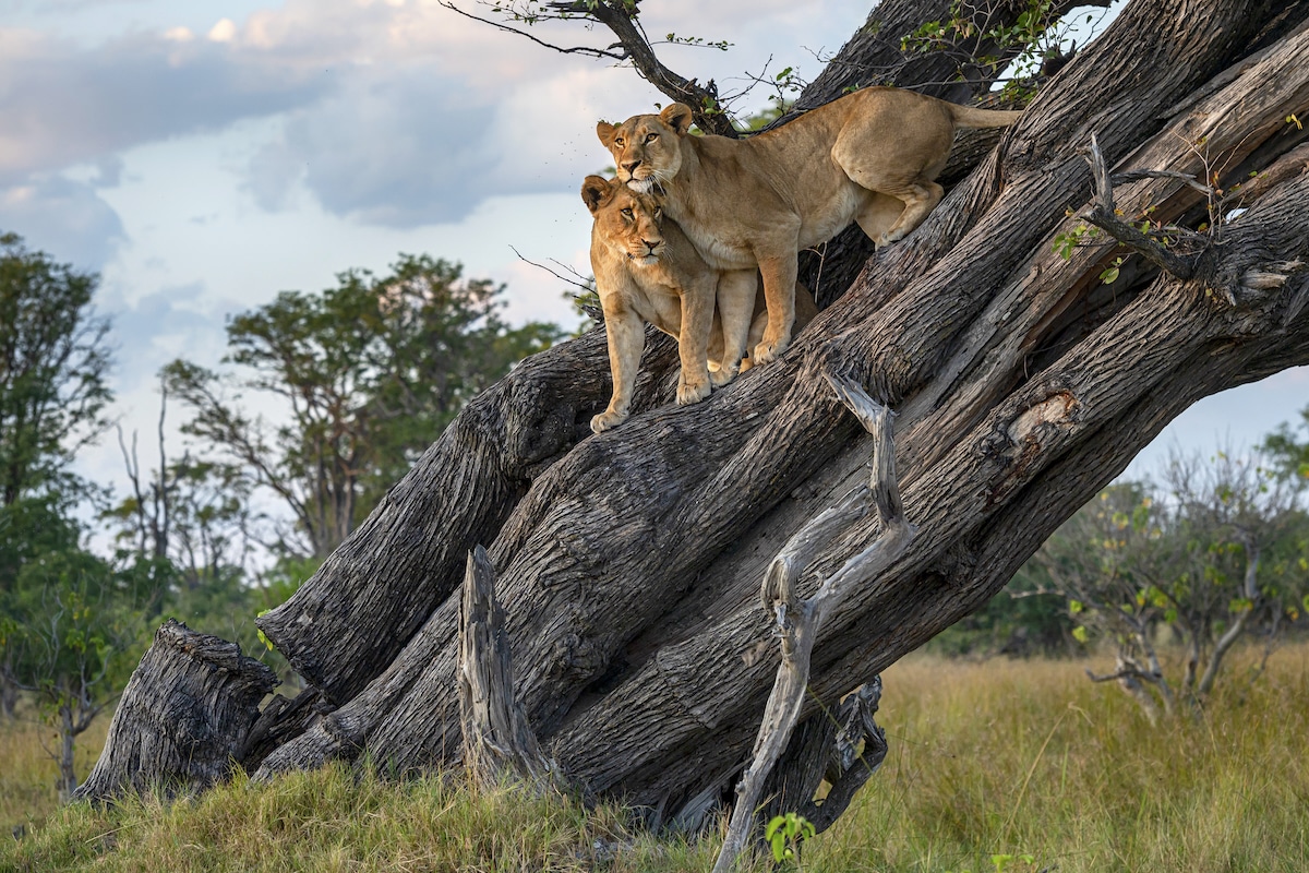 A female lion with her juvenile son in a tree at Moremi Game Reserve, Okavango Delta, Botswana