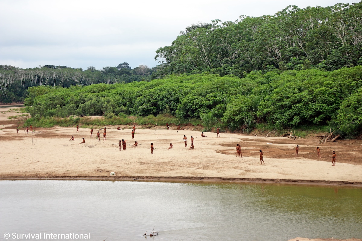 More than 50 Mashco Piro people have been sighted on the banks of the Las Piedras river in the Peruvian Amazon, dangerously close to logging operations