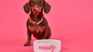 UK Approves Lab-Grown Meat in Pet Food