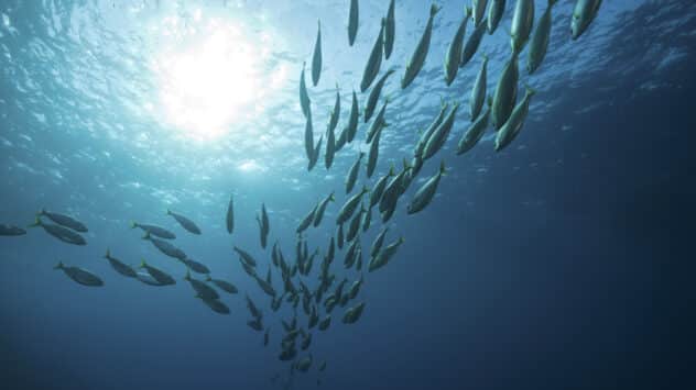 EU Announces $3.71 Billion Investment in Ocean Sustainability