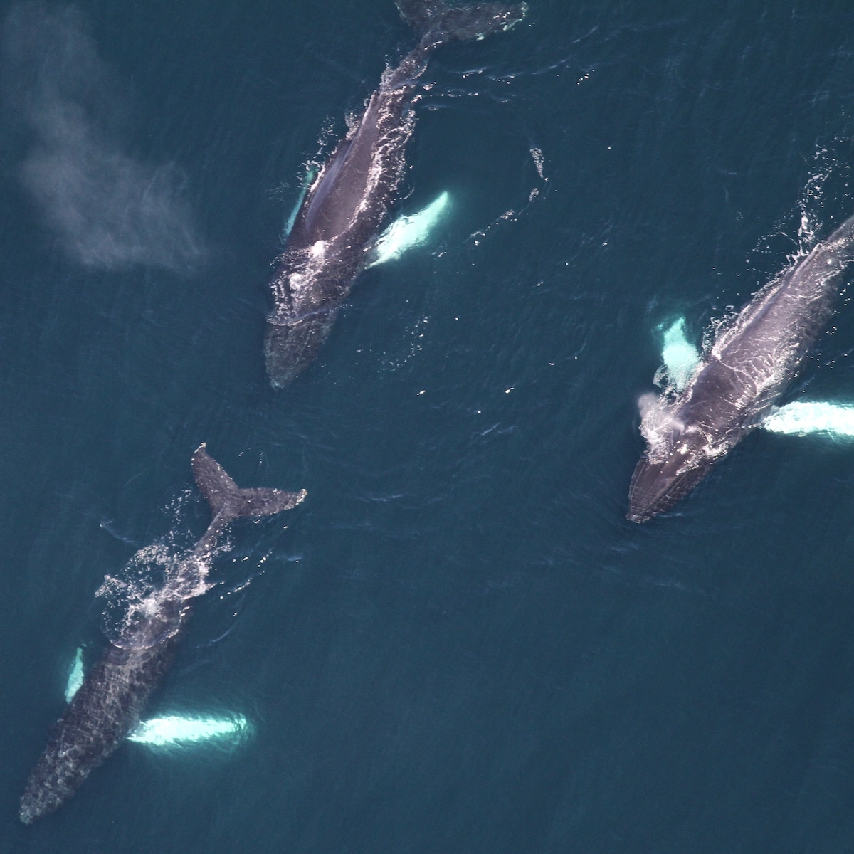 Three humpback whales swimming off the New England coast