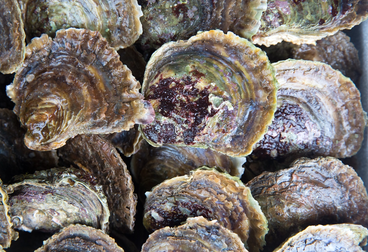 Close-up of about a dozen oysters harvested off the coast of England