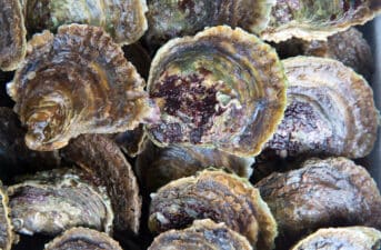 High Levels of Fiberglass Detected in Oysters and Mussels