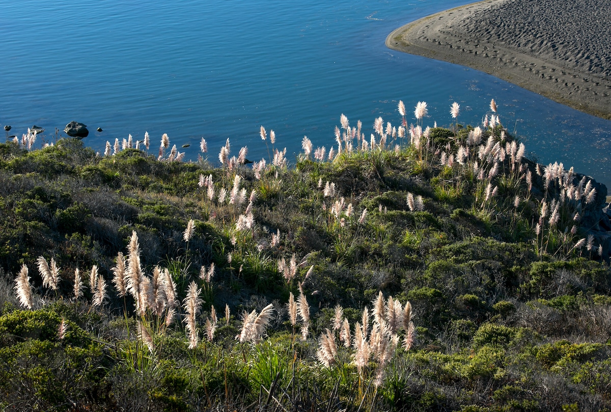 Pampas grass, an invasive plant, grows along a hillside near the mouth of the Russian River near Jenner, California