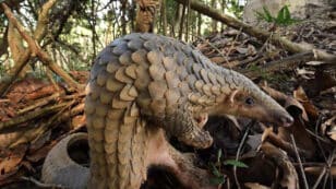 More Than 700 Wildlife Species Discovered in Cambodian Mangrove Forest