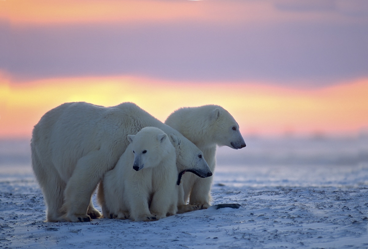 Polar bears in the Canadian Arctic