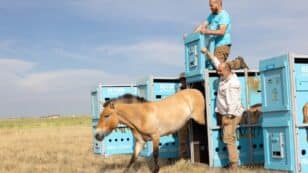 Last Wild Horse Species on Earth Saved From Extinction and Returned to Native Habitat