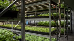 Vertical Farming 101: Everything You Need to Know