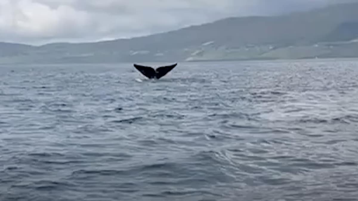 A North Atlantic right whale seen off the coast of Ireland