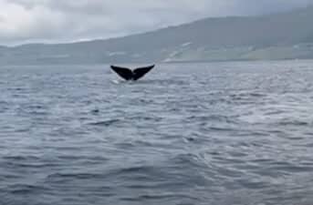 North Atlantic Right Whale Spotted Off Irish Coast for First Time in More Than a Century