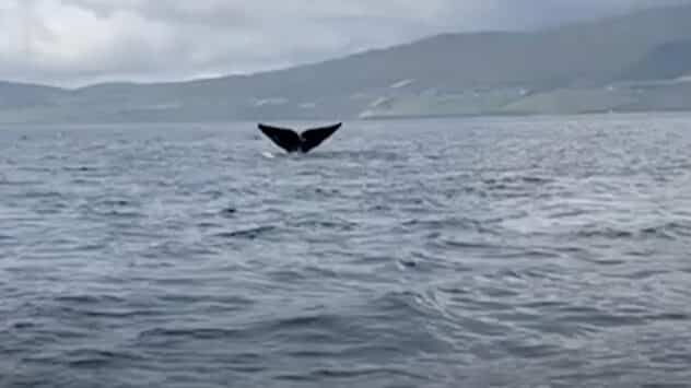 North Atlantic Right Whale Spotted Off Irish Coast for First Time in More Than a Century