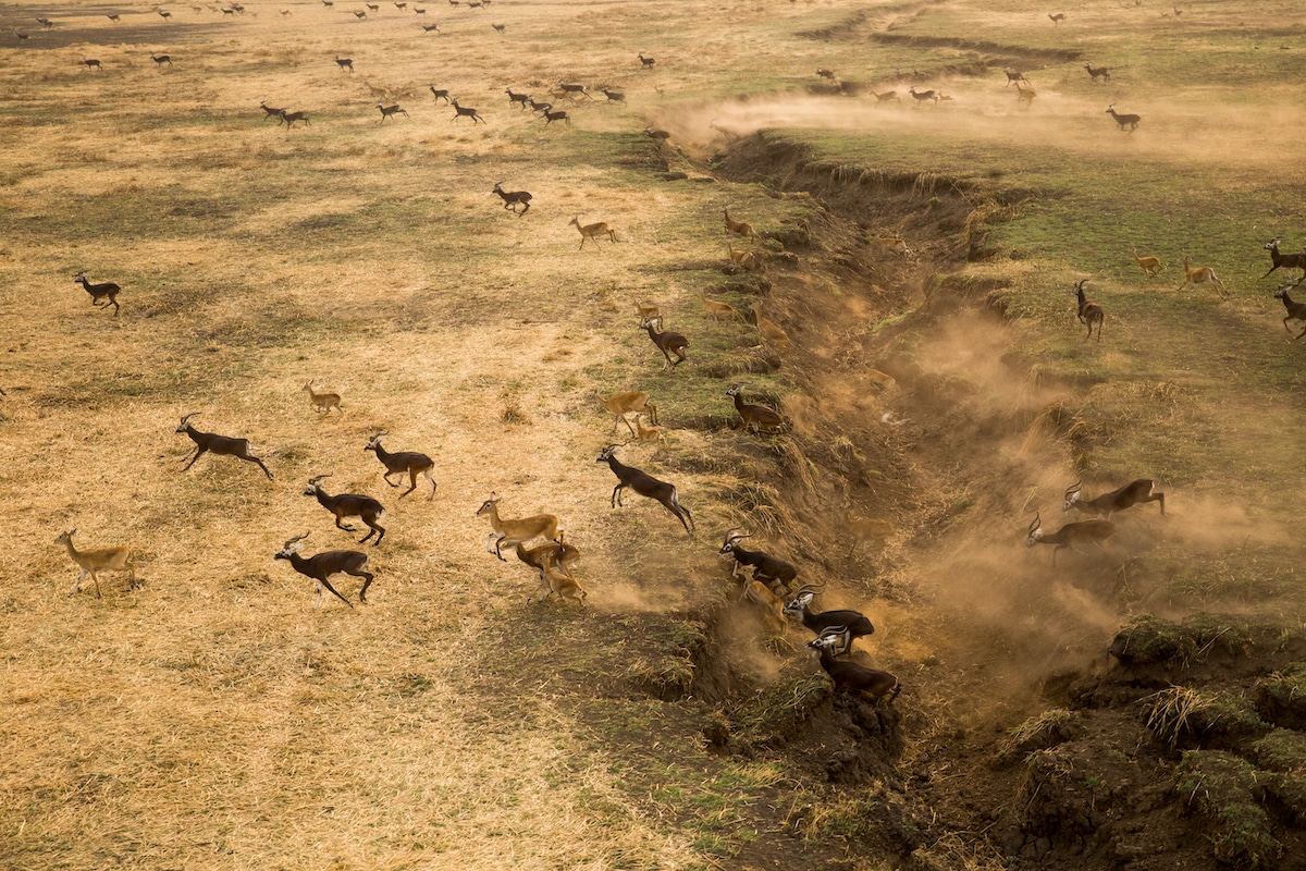 Aerial view of many white-eared kob antelope migrating across the Boma Badingilo Jonglei Landscape of the South Sudan