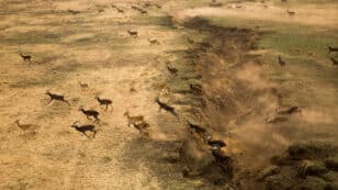 ‘Awe-Inspiring’ Migration of 6 Million Antelope in South Sudan Is Largest Land Mammal Movement on Earth