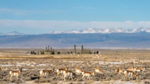 Conservationists to Be Blocked From Bidding on Oil and Gas Land Leases in Wyoming