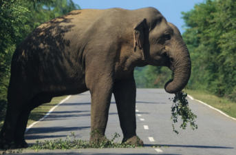 Human Activities Have Drastically Reduced Habitats for Asian Elephants