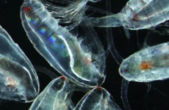 A Big Climate Warning From One of the Gulf of Maine’s Smallest Marine Creatures